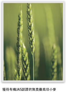 Organic JAS-certified agricultural chemical-free wheat