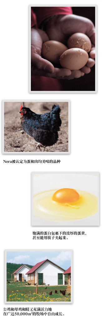 Nera被认定为蛋和肉均美味的品种 饱满的蛋白包裹下的浓厚的蛋黄，甚至能用筷子夹起来。 公鸡和母鸡和睦又充满活力地在广达50,000m²的牧场中自由成长。