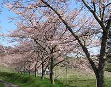 벚나무