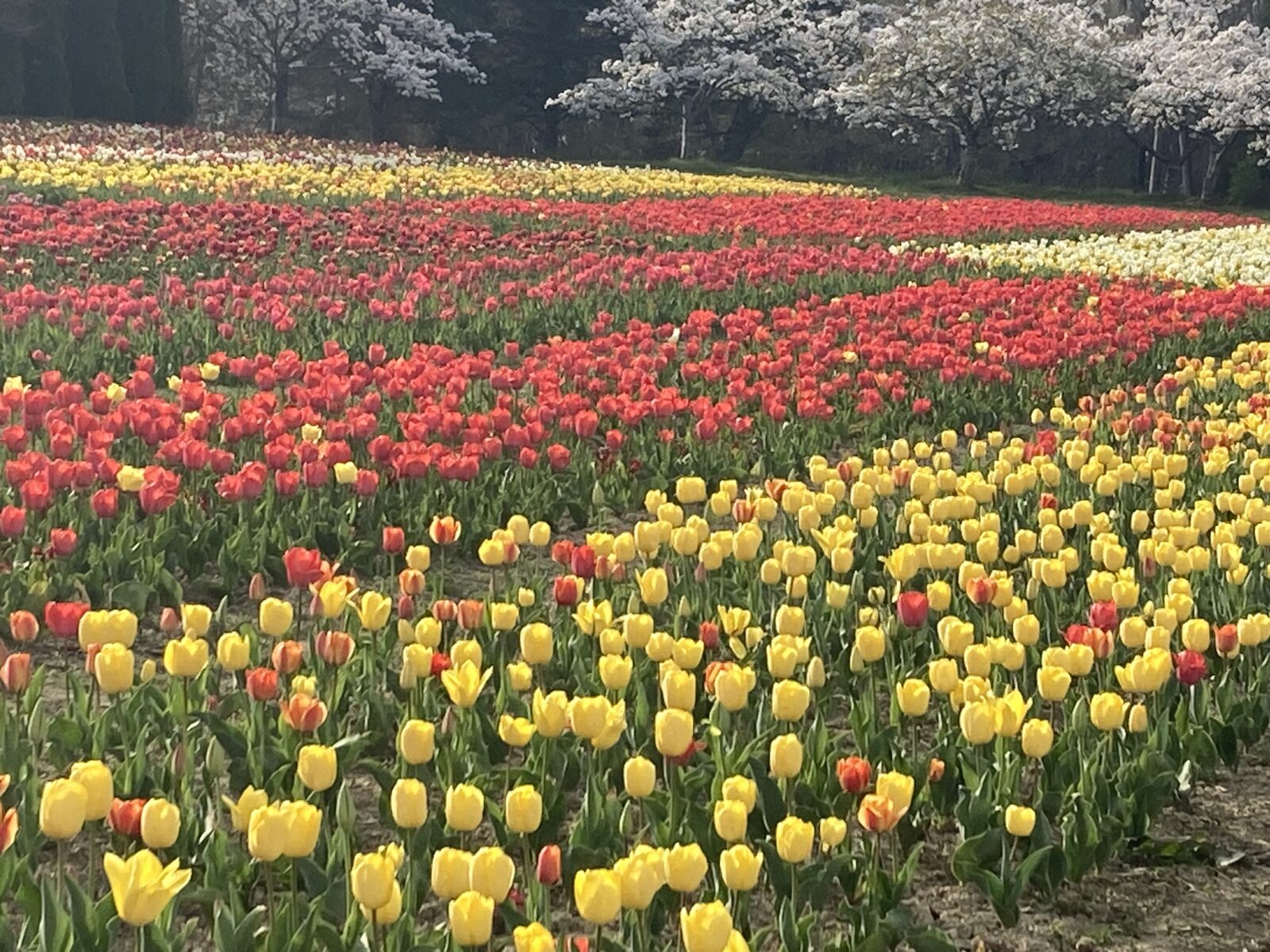 お花がきれいな季節です☆