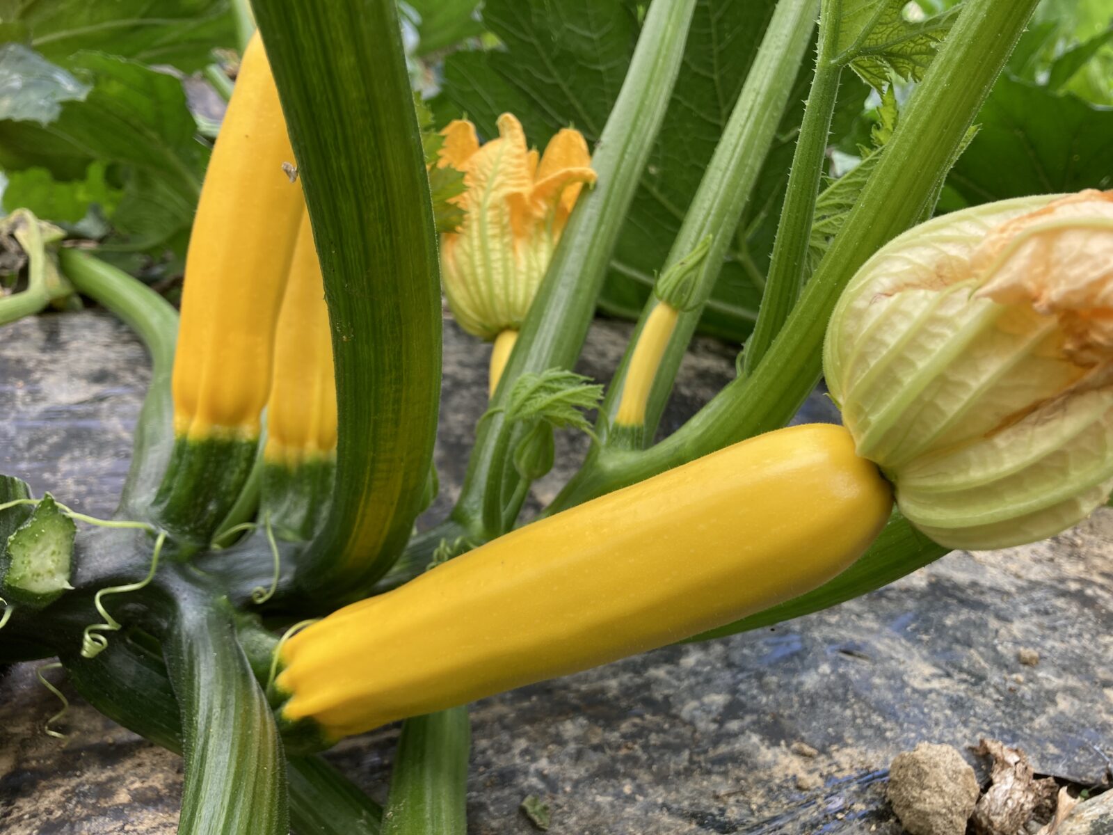 野菜とれてます