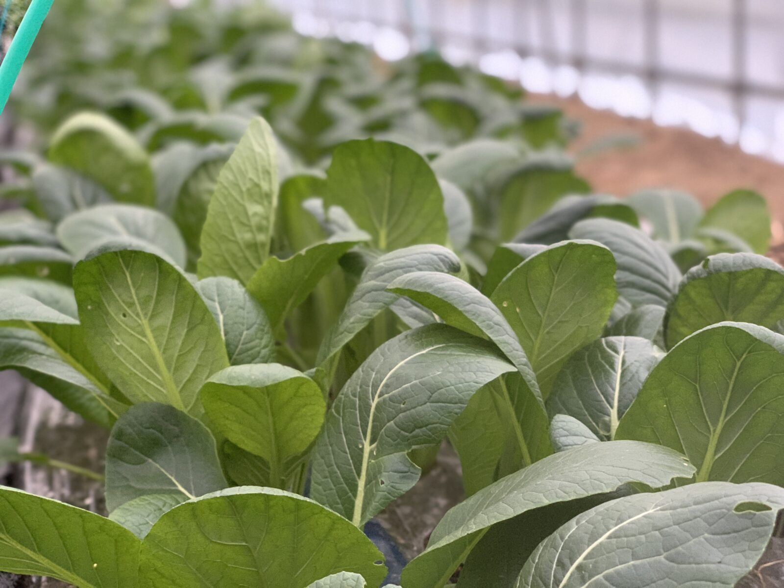 今の時期、栽培している野菜をご紹介！