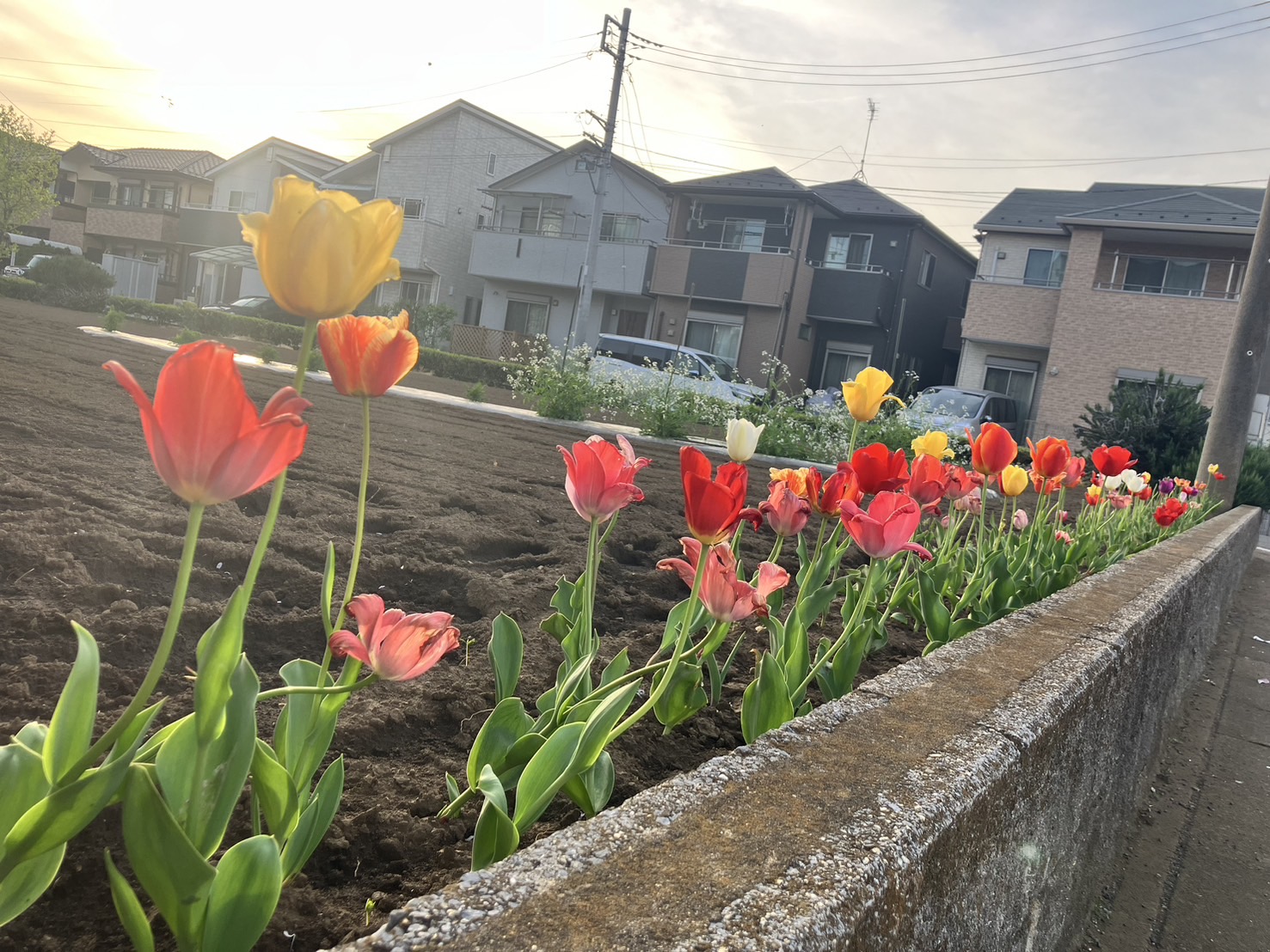 関東で咲いた、アークのチューリップ