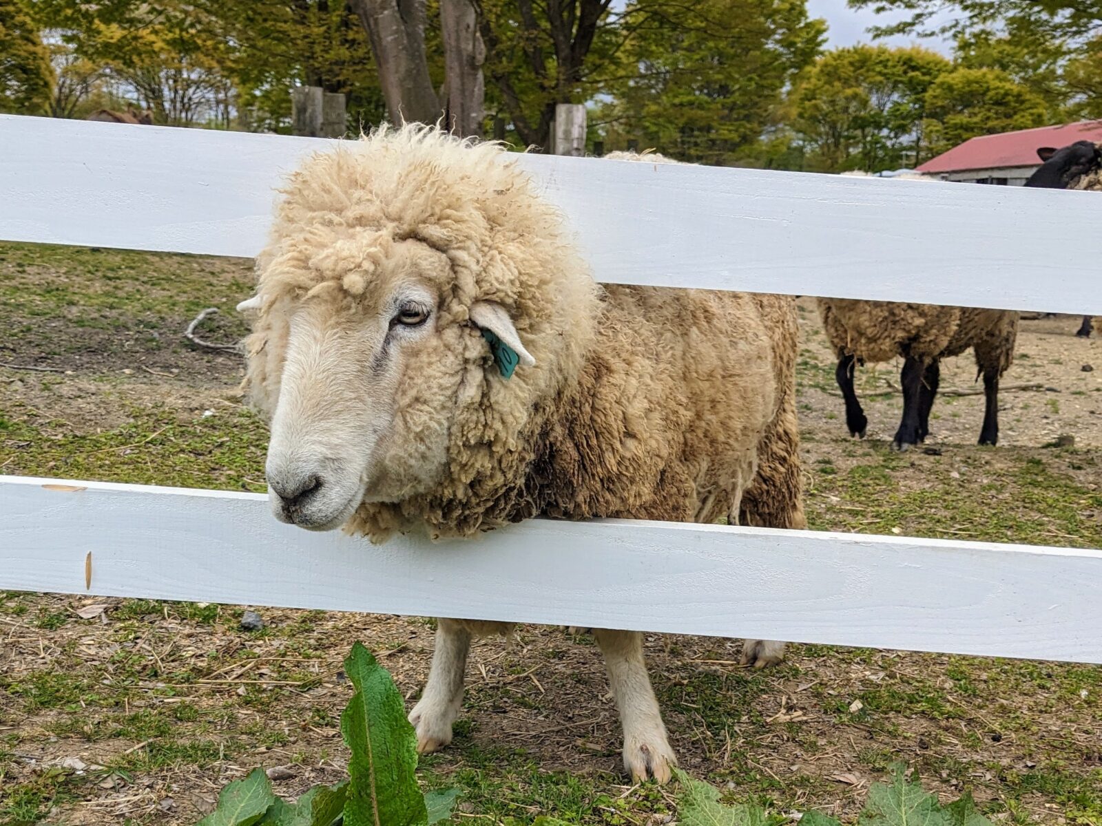 動物のおやつ余ってしまったら…