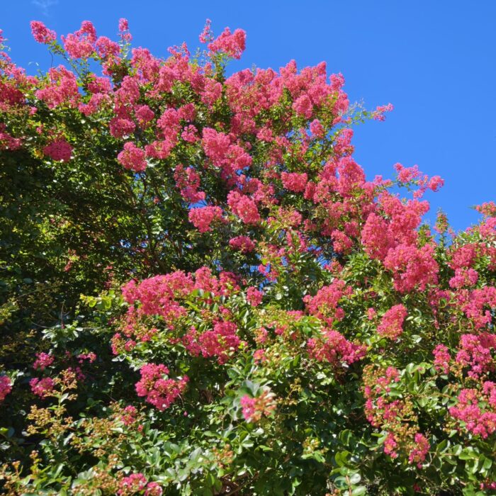 夏の花木「百日紅/サルスベリ」が見頃です。