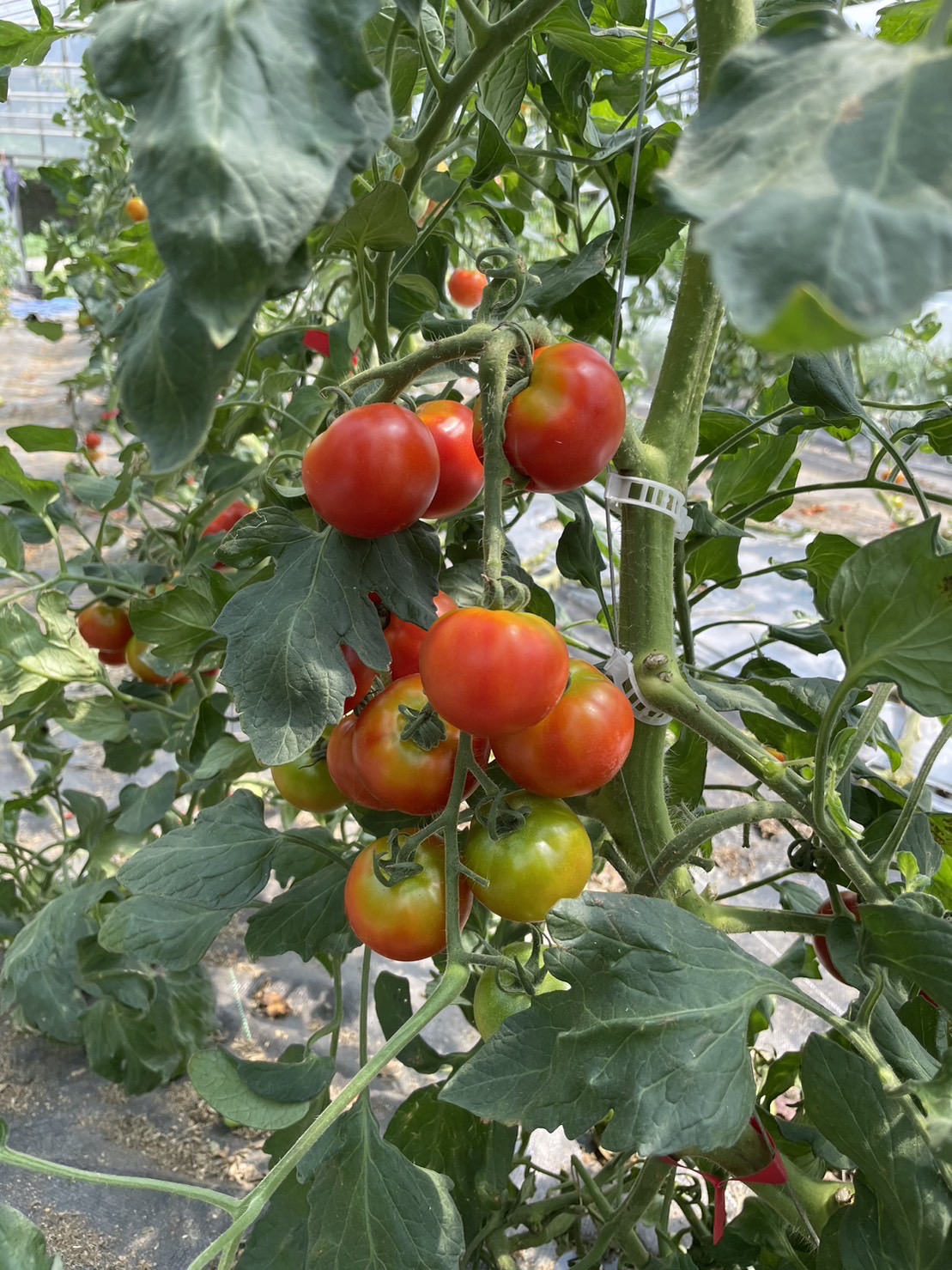 夏野菜のご紹介！