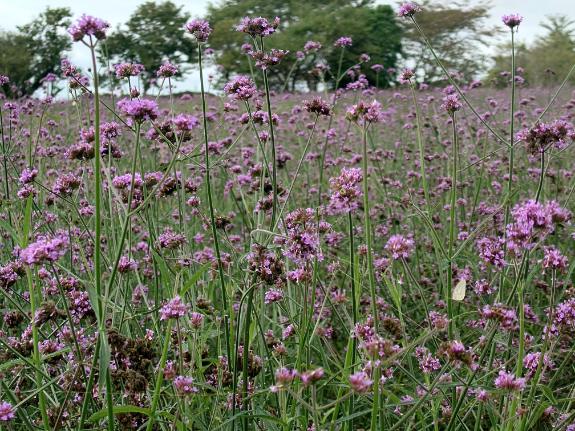 園内のお花と夢見ヶ丘ガーデンについて