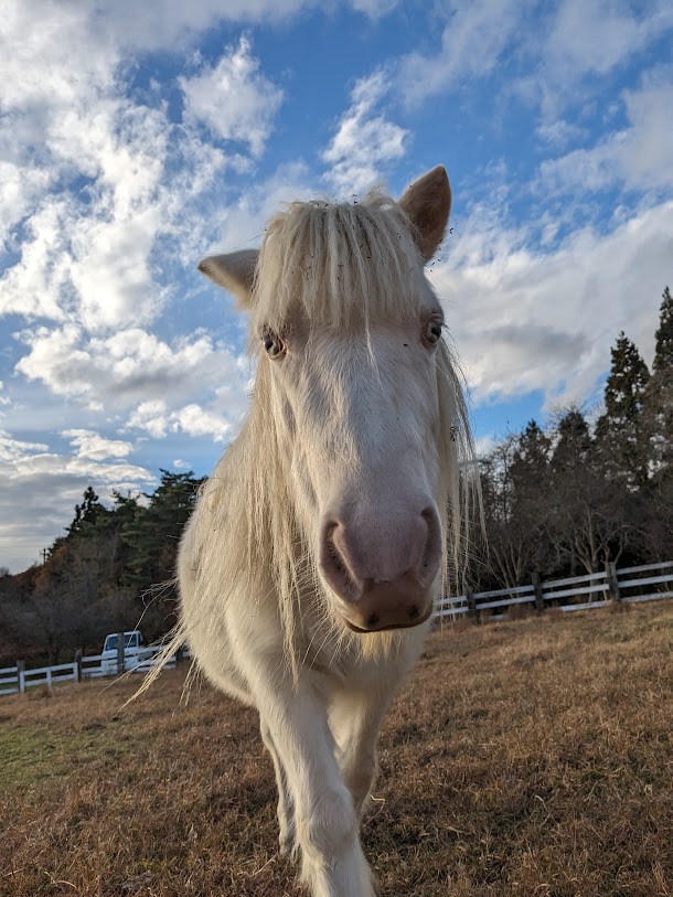 ポニーの飼育員さん