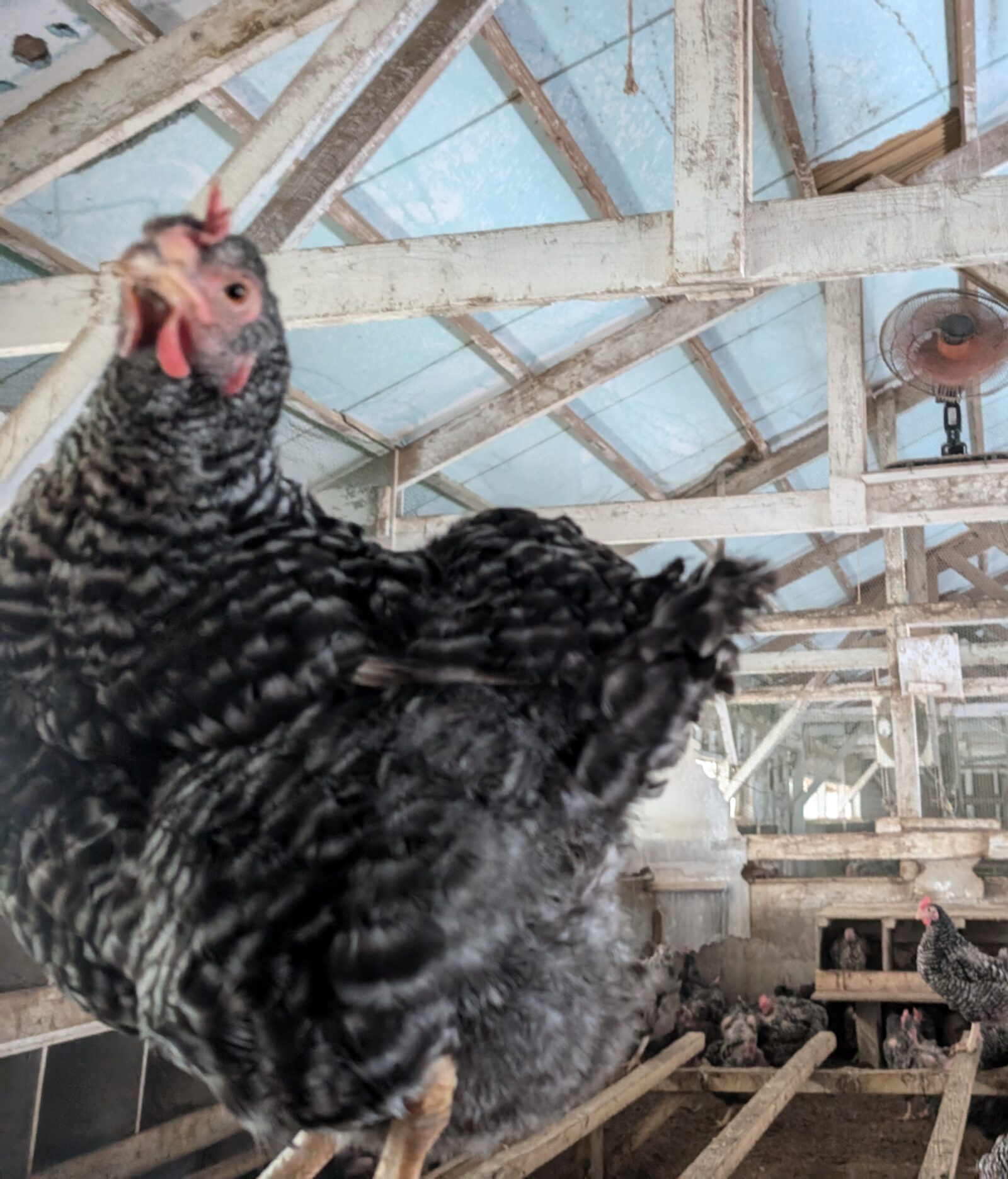 鶏と戯れて🐓