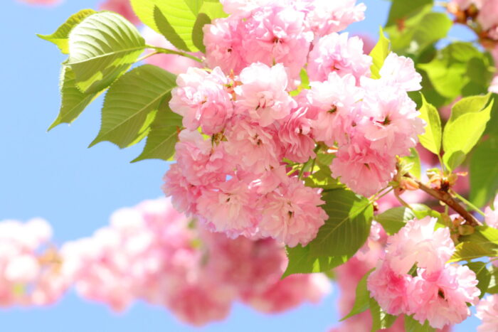「八重桜の並木道」桜のトンネルになりました！！