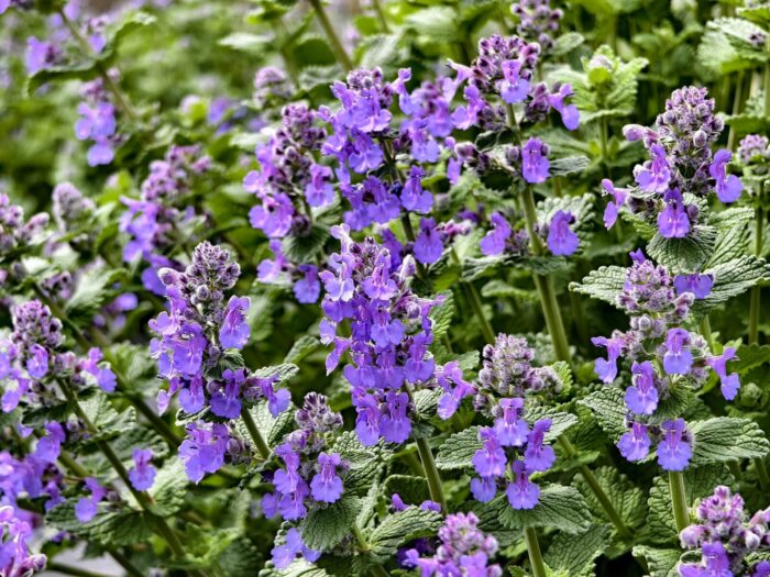 1,800株のキャットミントが開花