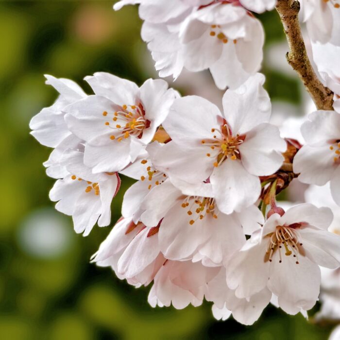 桜坂のサクラが満開を迎えています。