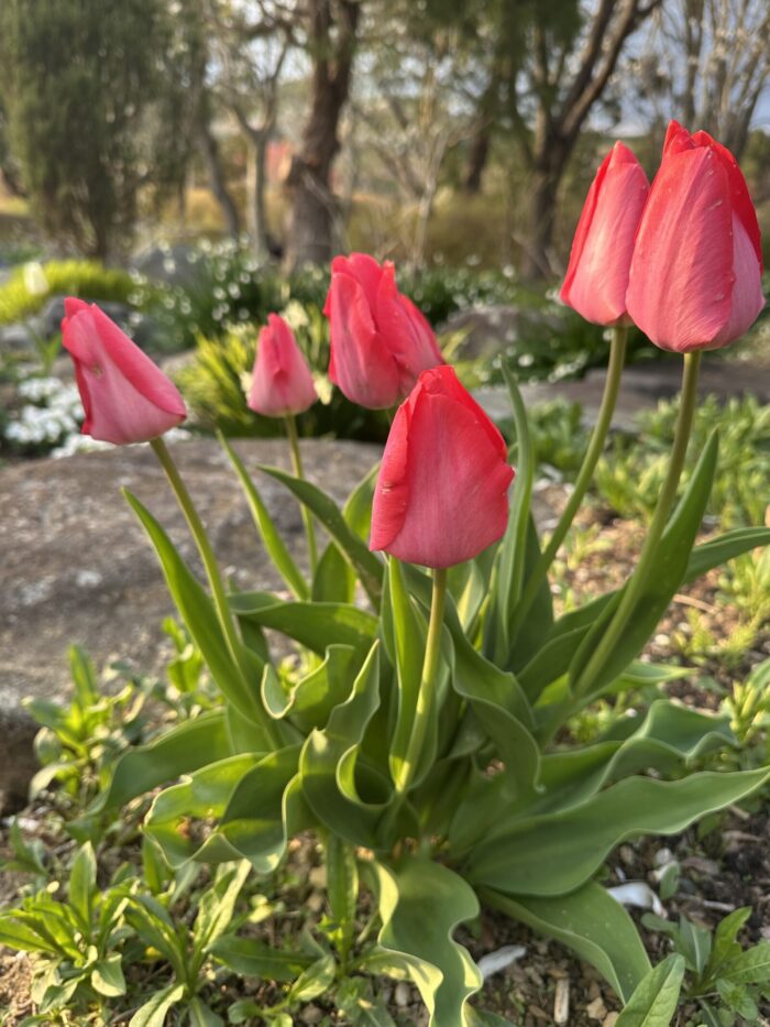 チューリップの開花状況