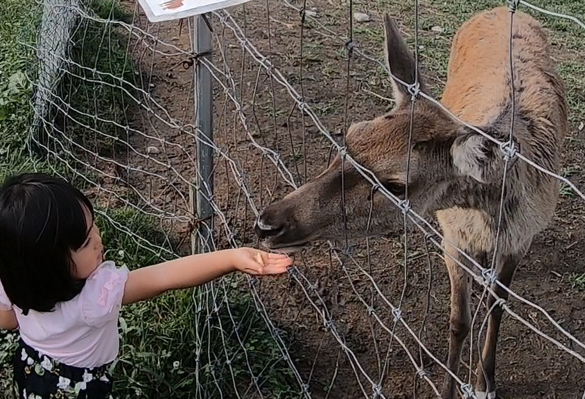 動物のエサについて